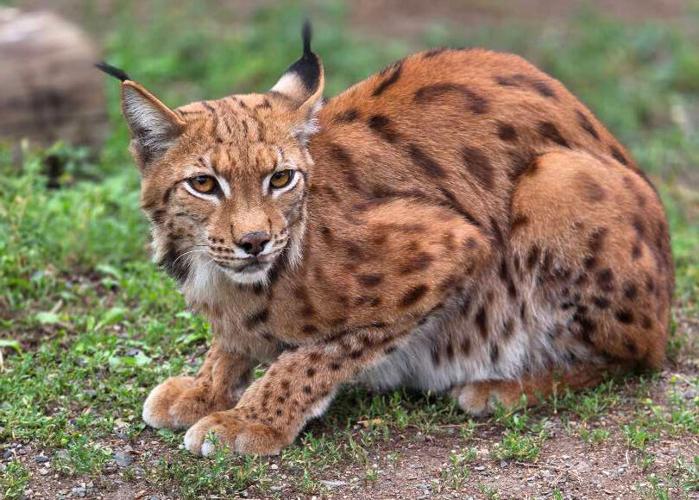 Inlander_SGAnimals_06112026_3.jpg